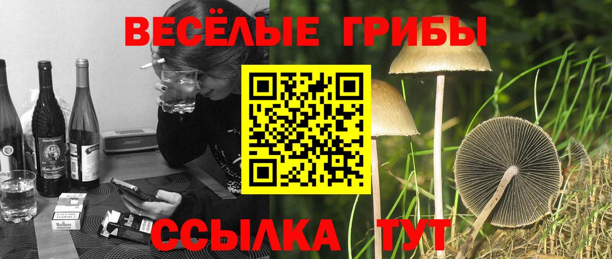 Галлюциногенные грибы Psilocybine cubensis  Вход с VPN  Псилоцибиновые грибы Psilocybine cubensis  закладки  Пенза 